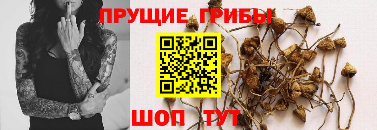 Галлюциногенные грибы MAGIC MUSHROOMS  Вход с VPN  купить  цена  Торжок 